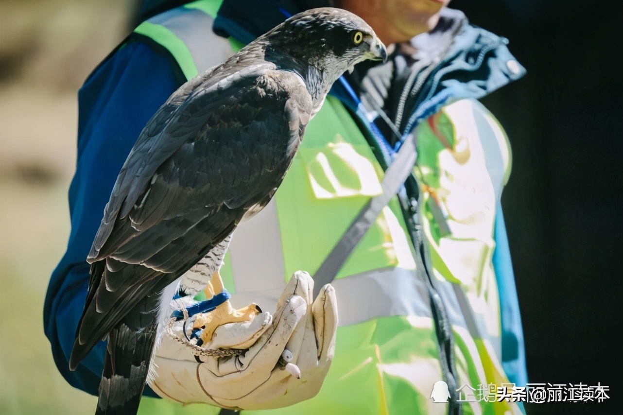 用鹰捕猎,用老鹰捕猎