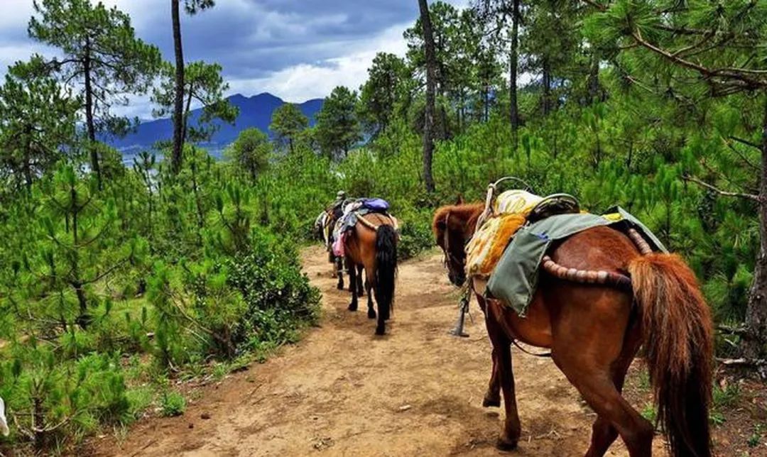 茶马古道上的千年茶香,茶马古道茶文化