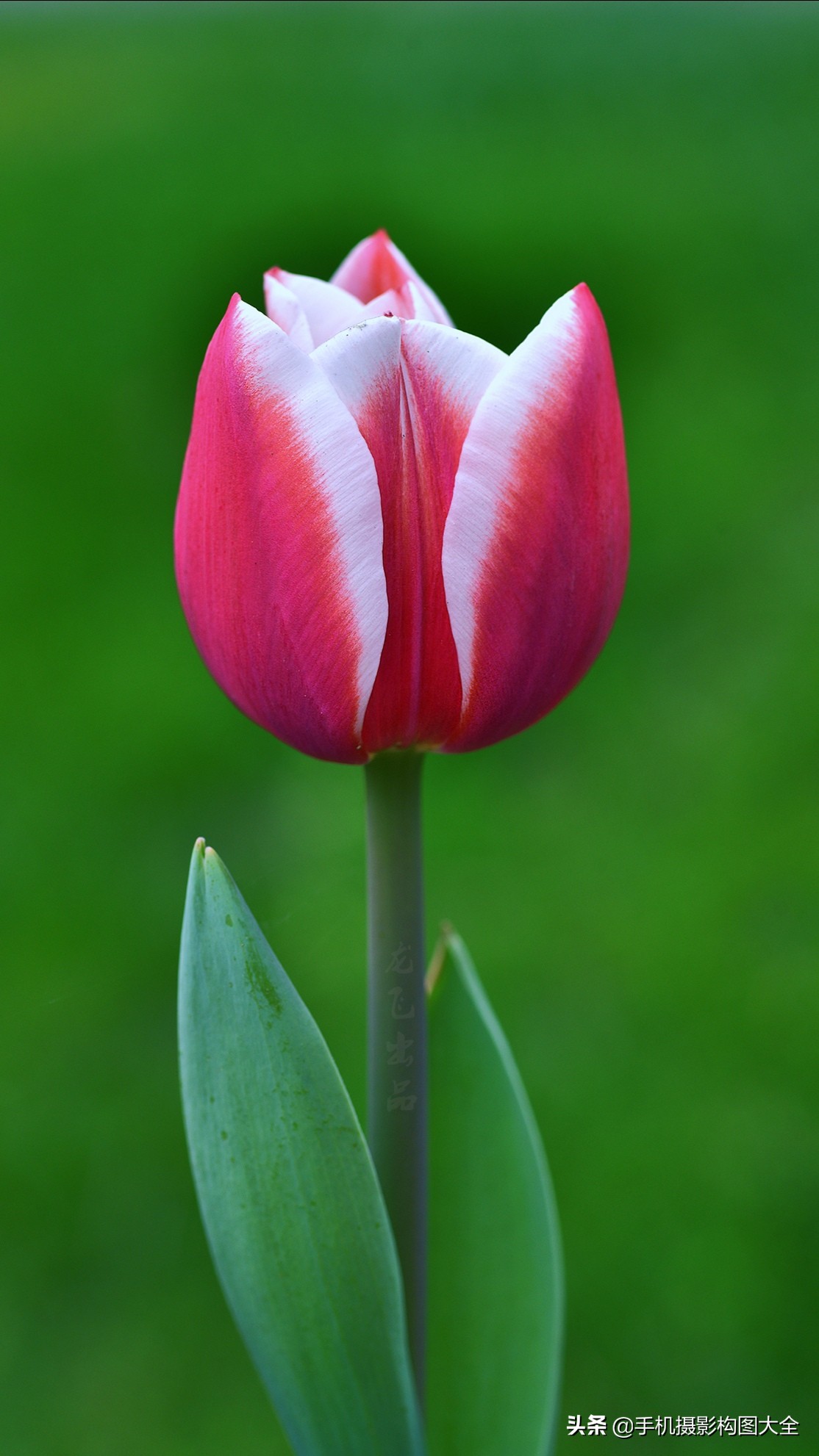 把你的相片做成动态图片,试试你的照片动漫效果
