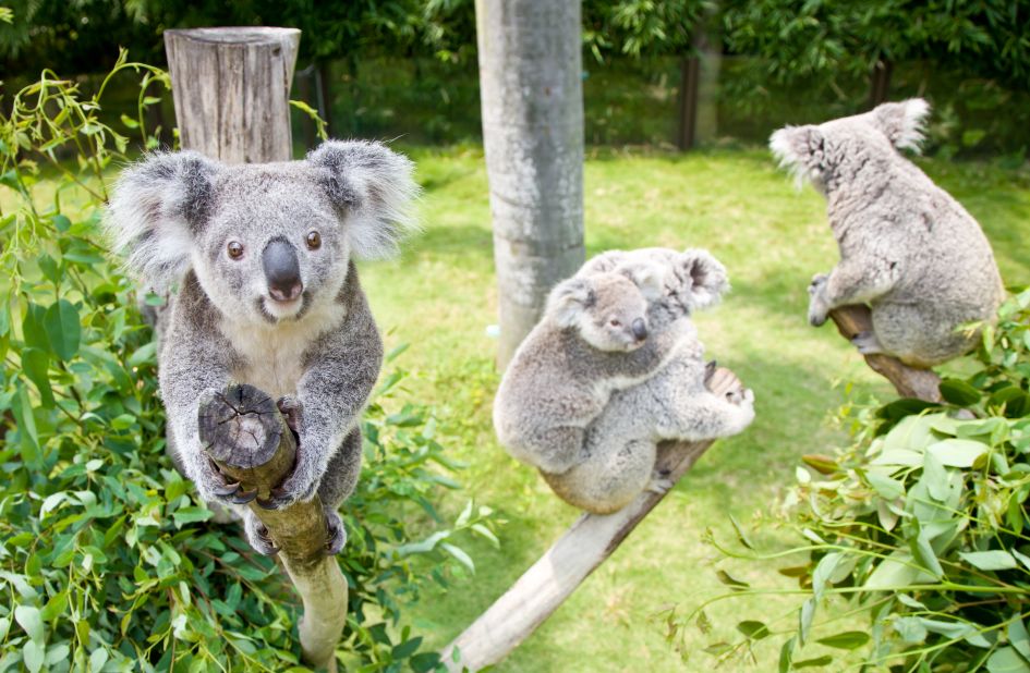 热卖爆款直降1000+，BAT大佬都在抢！双十一最好买的亲子产品是？