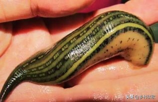 为什么蚂蟥被人们称为水中软黄金,农村里的蚂蝗长啥样