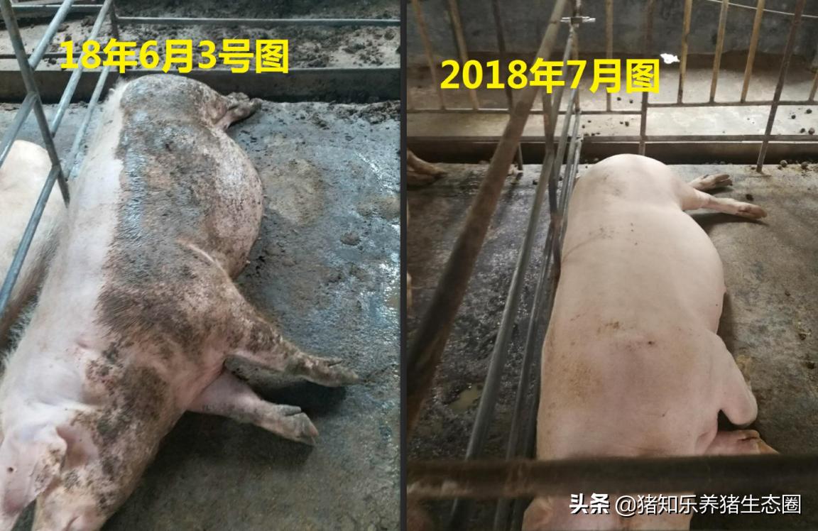 养猪行业的谎言类似“皇帝的新衣”