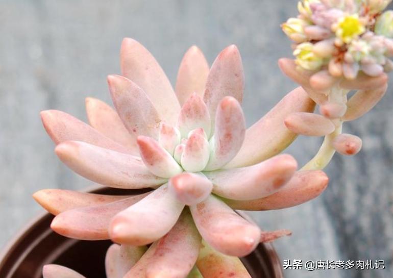 多肉秋丽和雪莲的区别,多肉黄丽和白牡丹区别