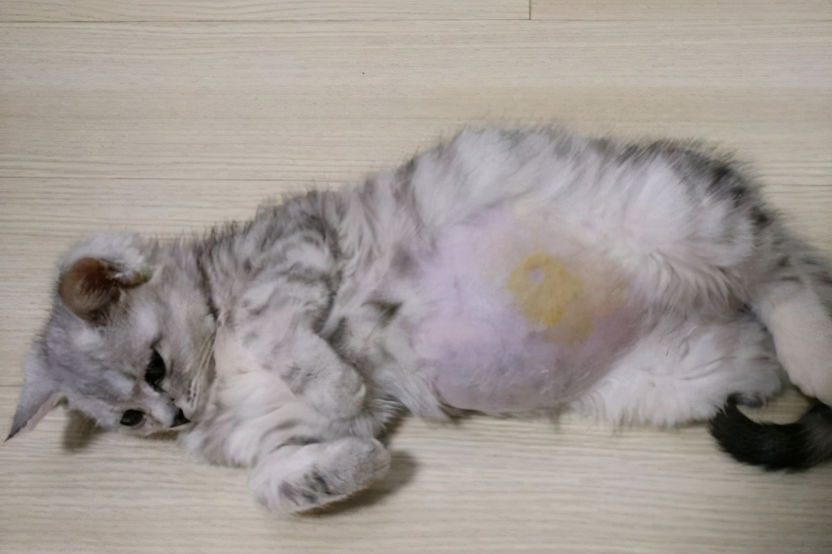 哪种猫便宜黏人又好养,什么猫比较听话好养便宜