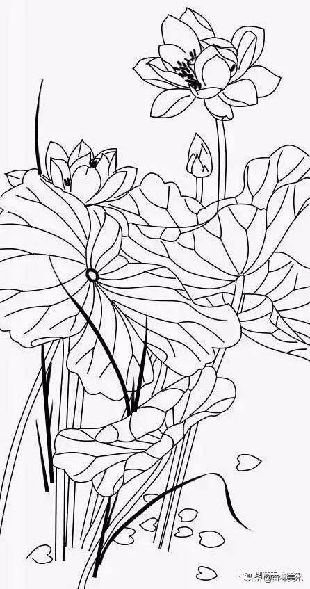 工笔花卉线稿和色稿,花卉白描线稿