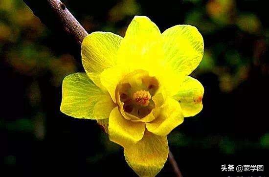 一月到十二月开什么花的诗,关于12个月份花的诗