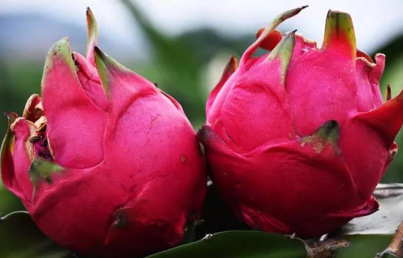 怎么买火龙果又香又甜,买火龙果怎么挑好吃