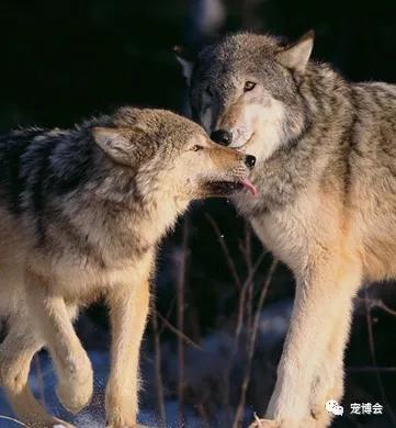 狗狗嗅陌生人的腿,狗狗为何喜欢嗅主人的尿