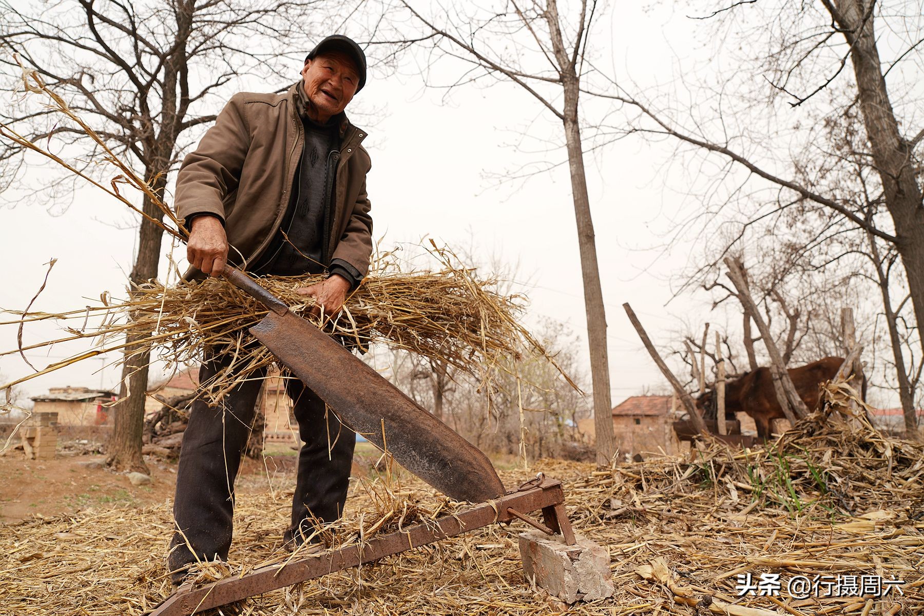 农村老汉养8只狗,农村大爷养小宠物