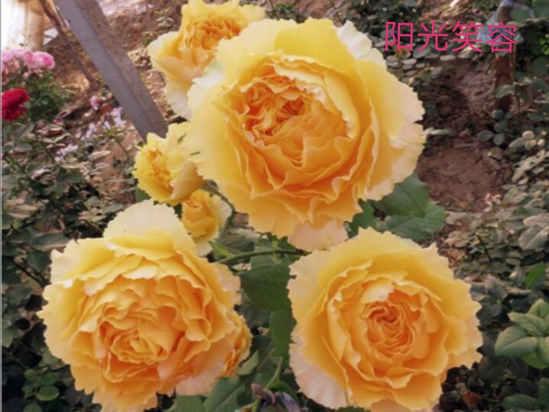 切花火焰月季的优缺点,常见切花月季一览