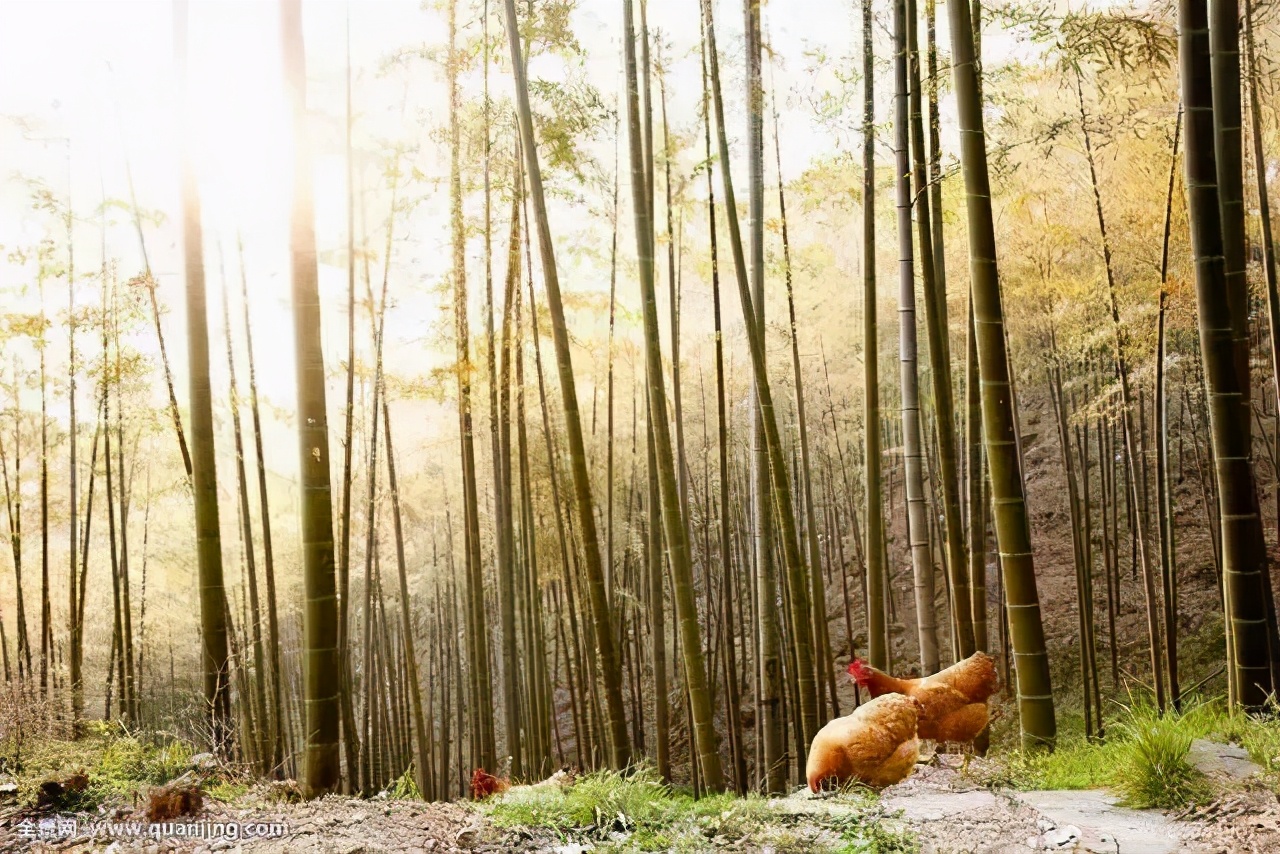 句容菜排行榜前十名,句容最有名的10道菜