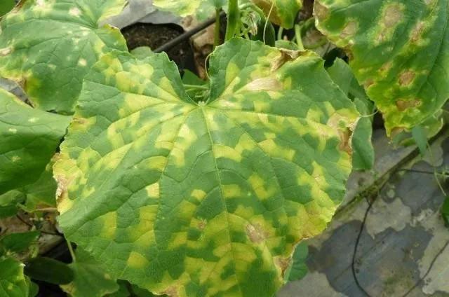 怎样防治真菌病害,真菌病害如何根治