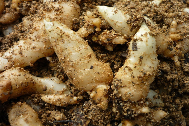 天麻的生长习性是什么,天麻深度解析