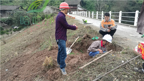 重庆灭白蚁公司,重庆杀白蚁咨询