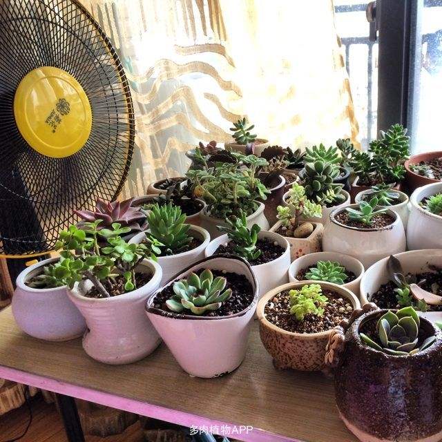 夏天养多肉注意事项,夏天多肉几点浇水最好