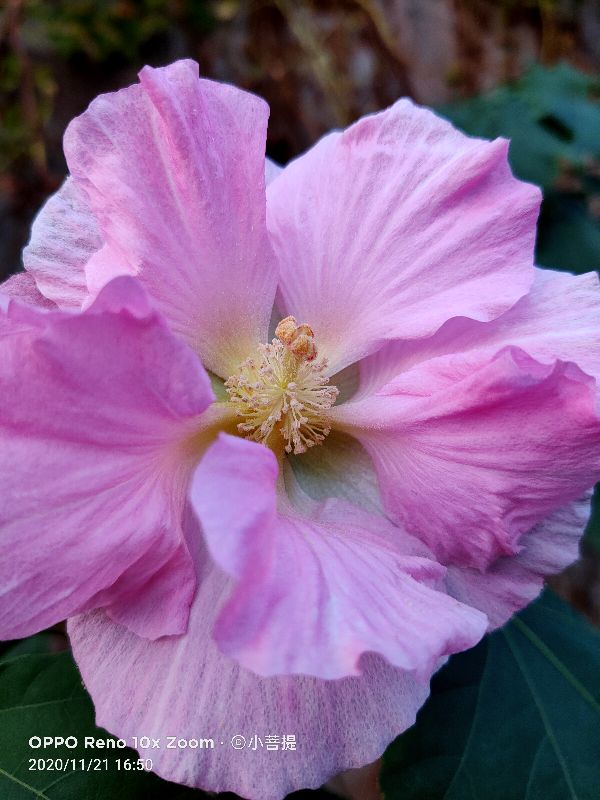 这种花通常用来比作美丽的女子,有人拿来做药,还有人当野菜吃