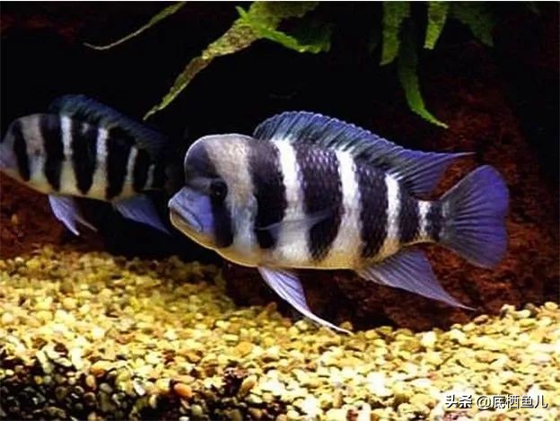 三湖慈鲷萨伊蓝六间灯光,三湖慈鲷萨伊六间