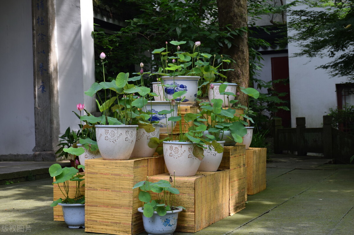 那些令人赞叹的庭院花卉,5种庭院生活方式的花卉