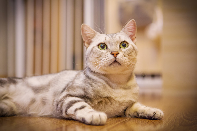 30种食物不能吃,不能给猫吃的五种零食