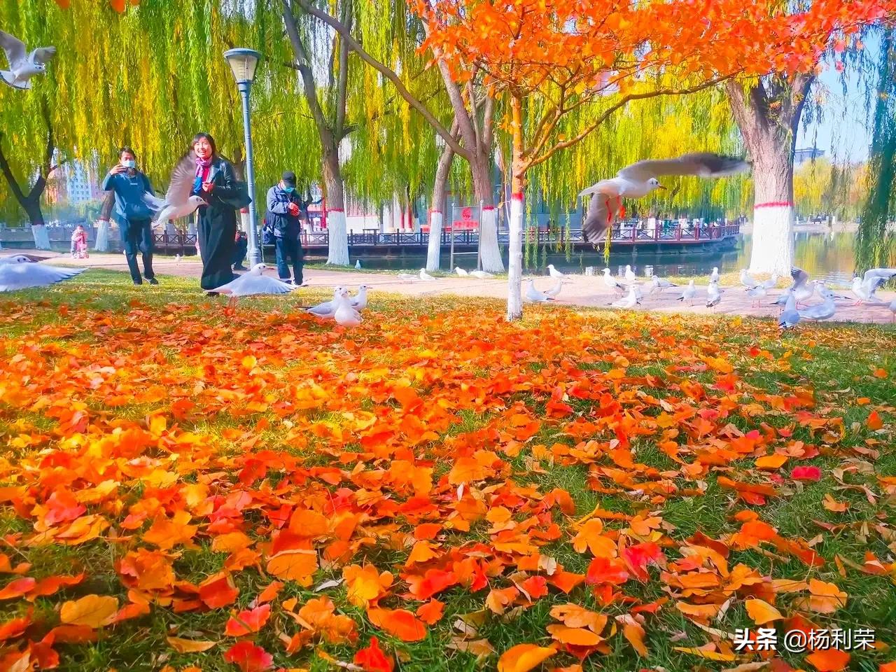 春风杨柳沐轻烟七律,七律杨柳风的诗句