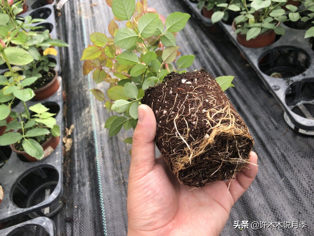 月季花苗怎么种不活,月季盆栽的种植方法和注意事项