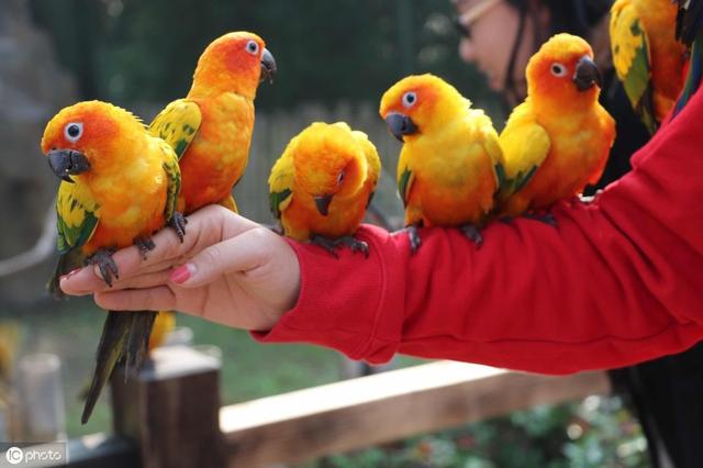 鹦鹉户外放飞训练,鹦鹉户外放飞怎么训练高处往下飞