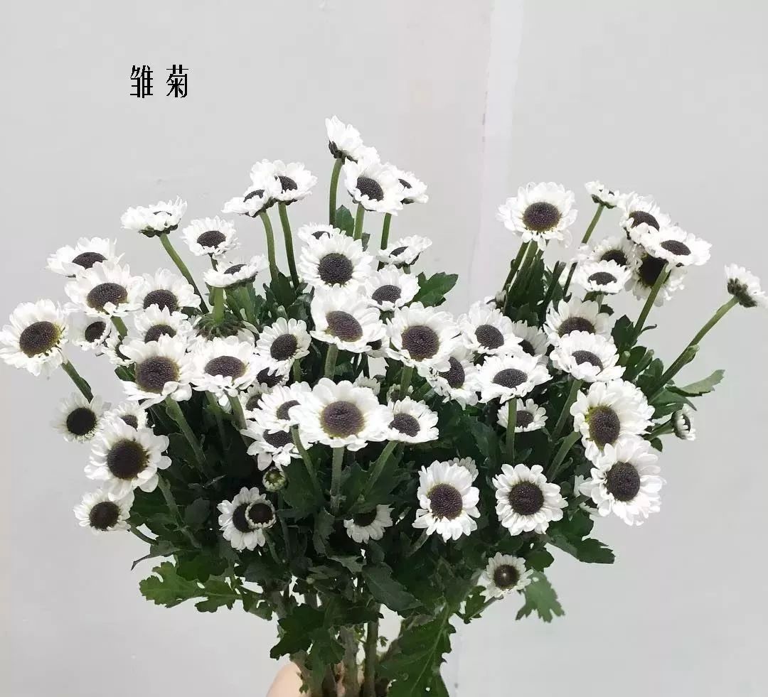 花店里同款的两种不同价格的花材,花店最容易被顾客误解的几种花材