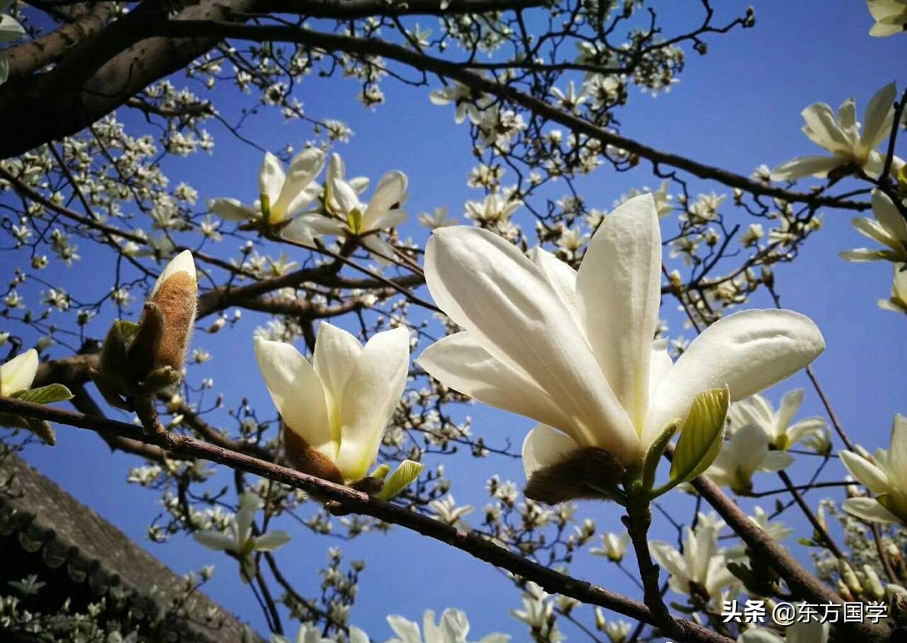 @所有人,周末一起赏玉兰,五处北京玉兰美景