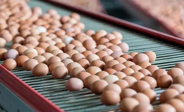 3元鸡蛋价格下跌原因,10元30只鸡蛋