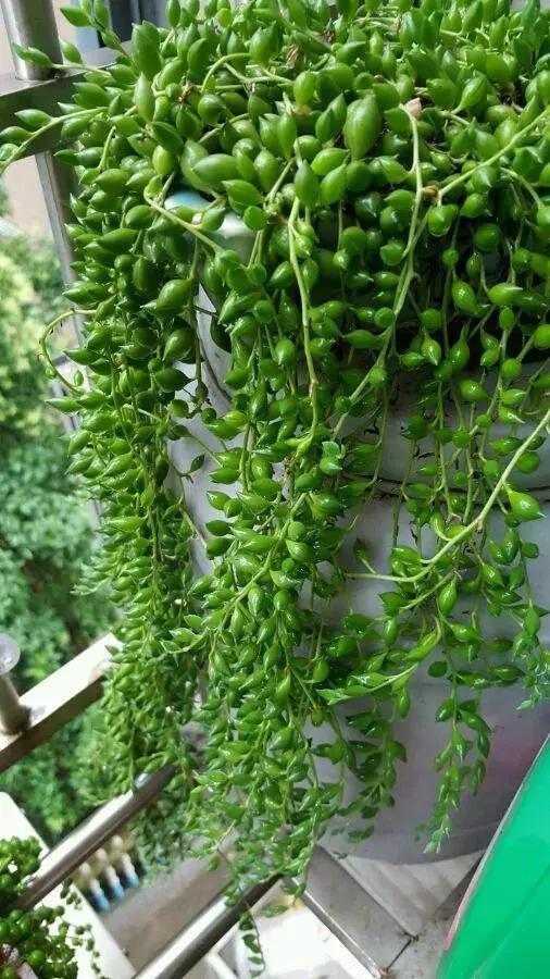 吊兰多肉养护技巧和方法,吊兰多肉的养殖方法和注意事项