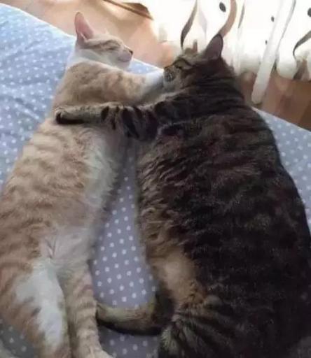 猫中最厉害的是橘猫吗,最胖的猫排名前十