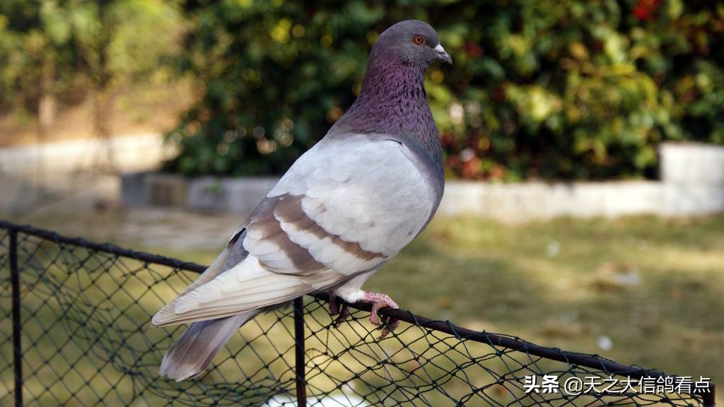 赛鸽知识大全及答案,信鸽粪便识鸽病及用药