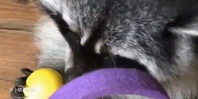 国外浣熊撸猫成瘾，一天不撸浑身难受，已经是老司机了