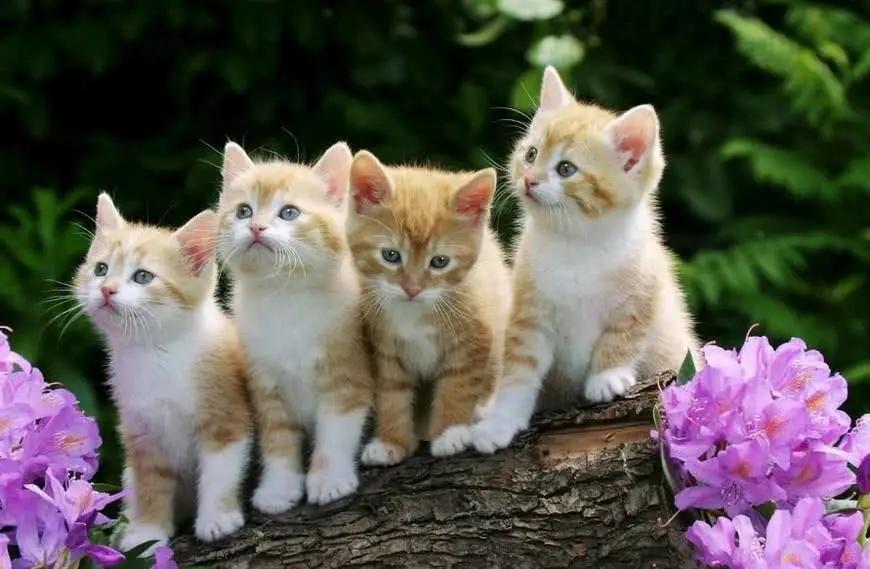 森田疗法中的思想矛盾,森田疗法三句话