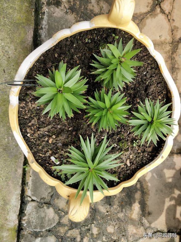 高温百合花消苞怎么办,百合花苞都黄了怎么回事