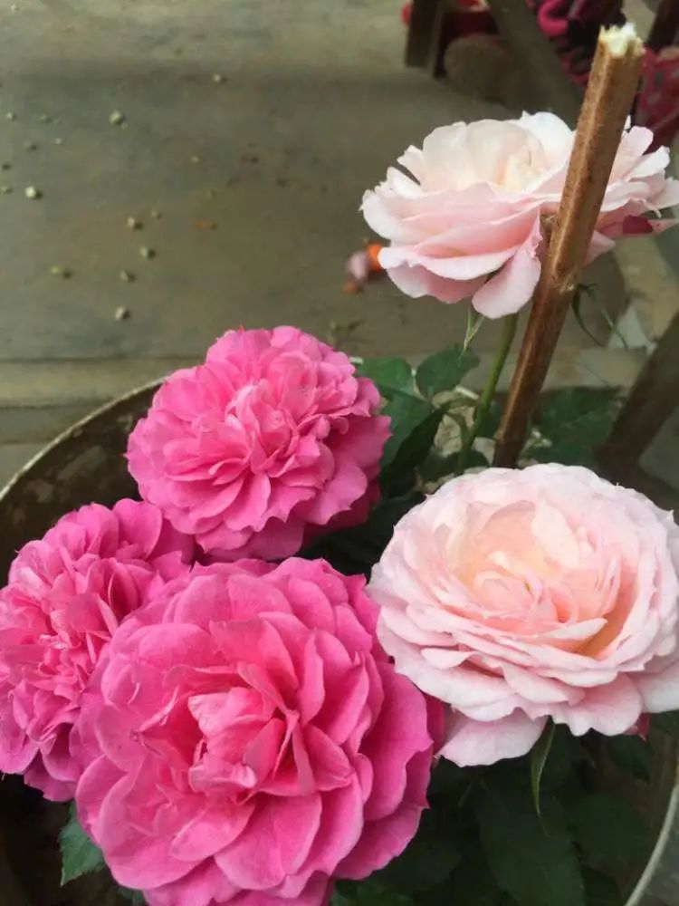 玫瑰难养,玫瑰养活小技巧