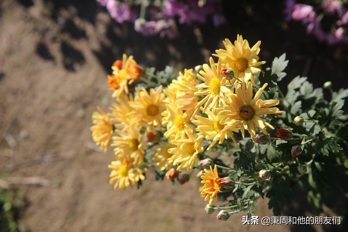 秉周和他的朋友们:八月花令同题诗歌