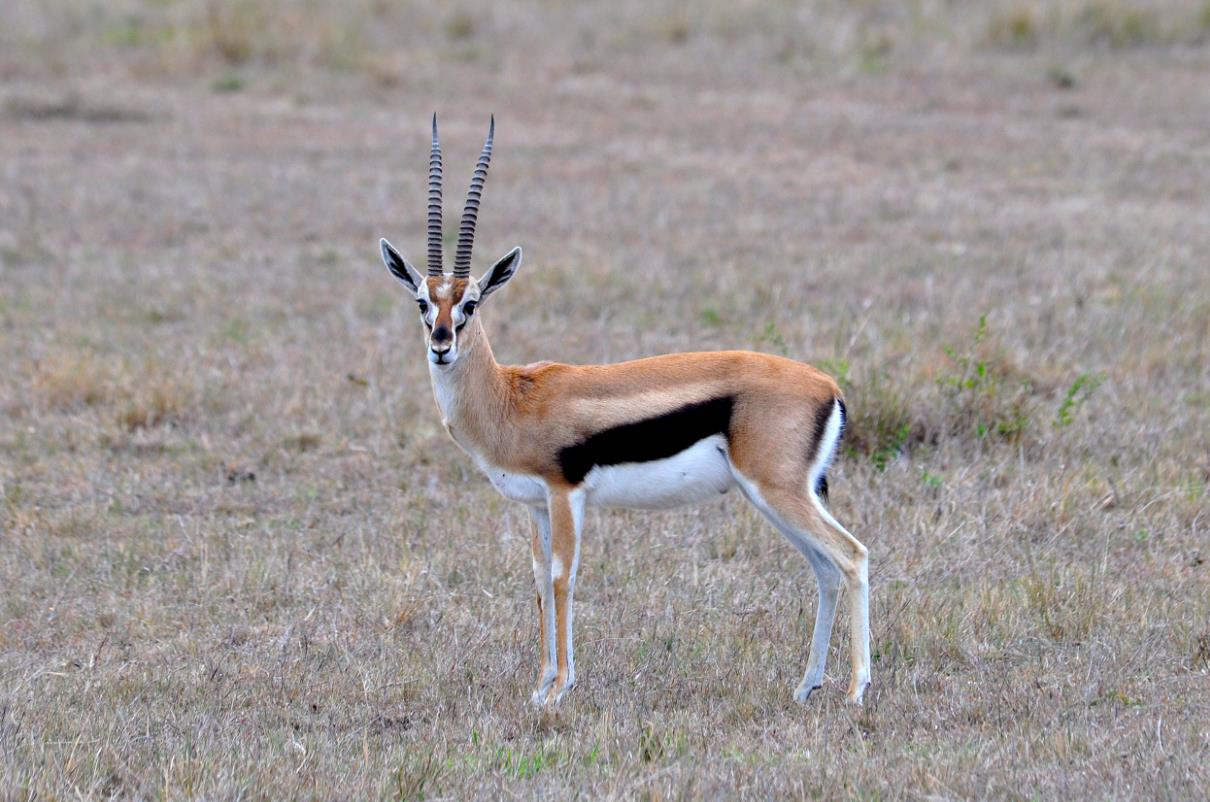 非洲牛科,物种繁多,来认识一下非洲大陆的各种羚羊吧