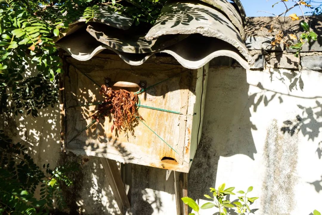 土蜂蜜取蜜全过程,土蜂蜜正确取蜜方法