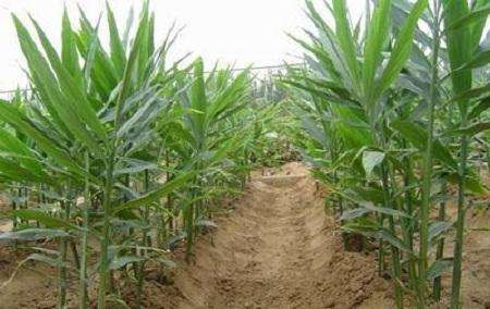 生姜适合什么土壤种植才能高产呢,茎穗兼收高产的生姜种植技术