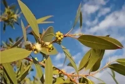 尤加利控油清洁精油,尤加利精油的18种实用玩法