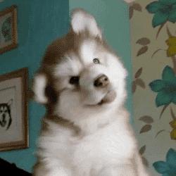 为什么狗老是摇头抓耳,狗子不正常摇头是什么原因