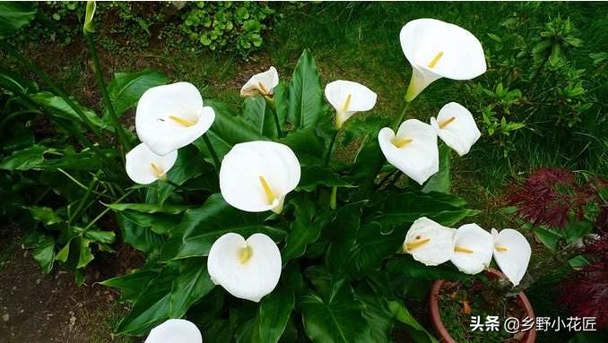 叶片厚的海芋,海芋的花特征