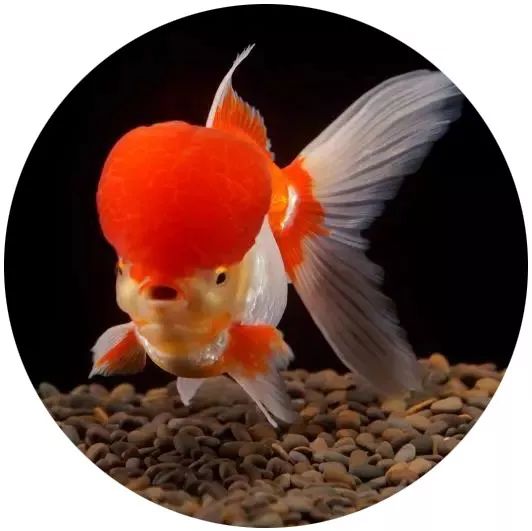 日本网红打卡艺术展,日本十大网红展