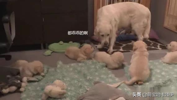 金毛当妈妈坐月子,金毛哺喂小狗