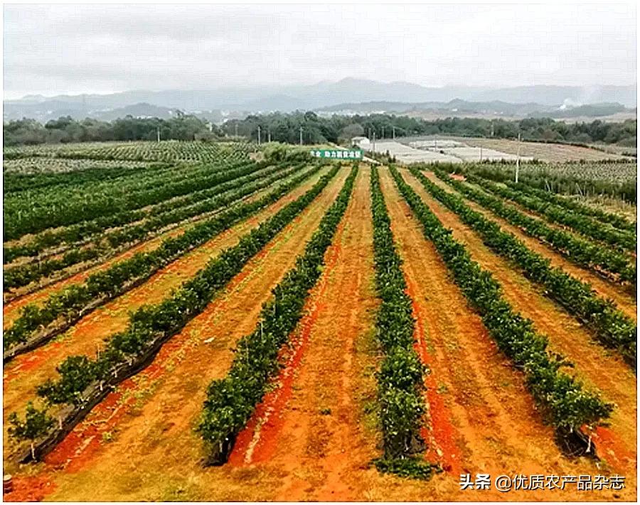 柑橘园水肥一体化,展示最新柑橘建园技术