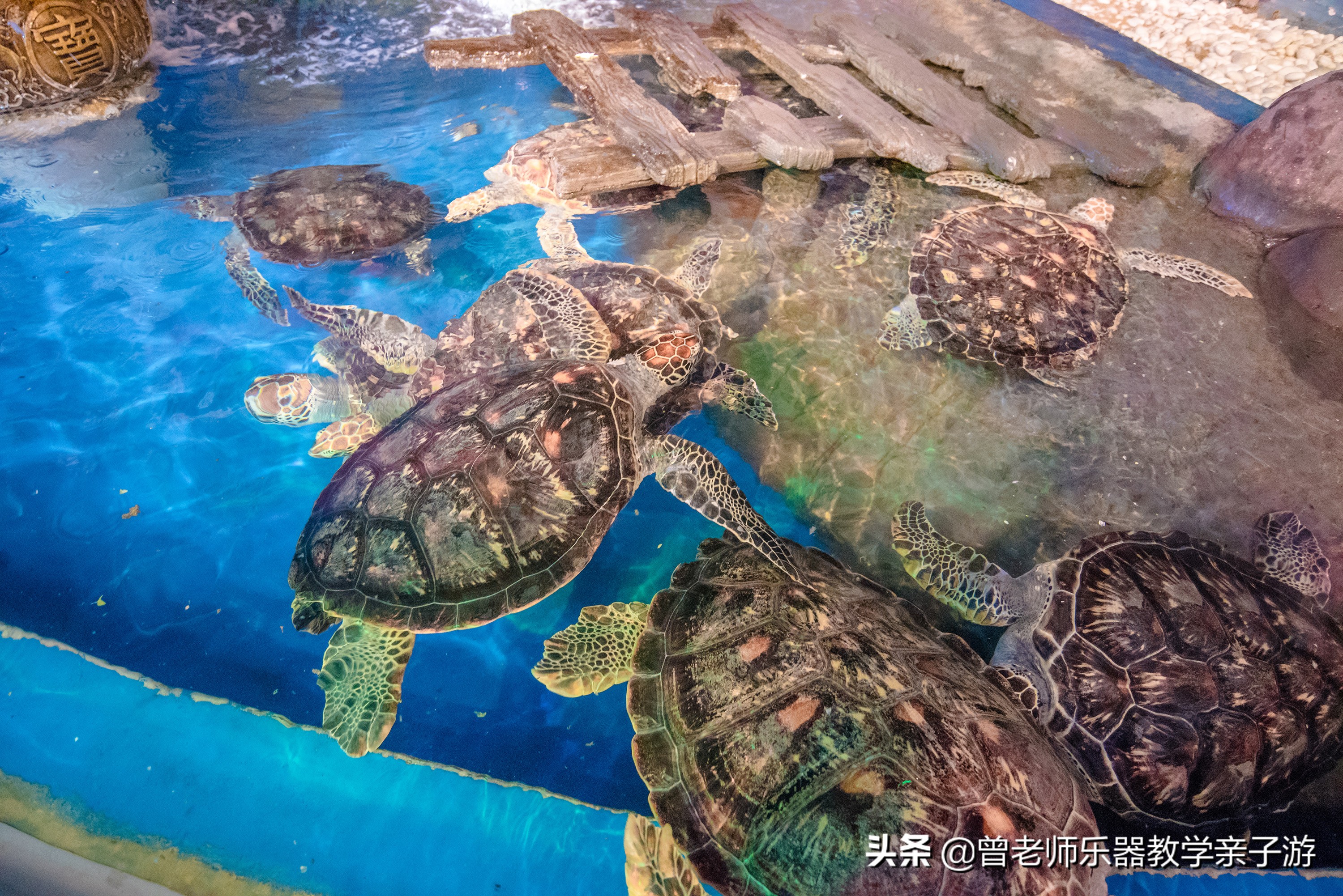 西安太奥海洋馆,西安极地海洋世界海豚表演