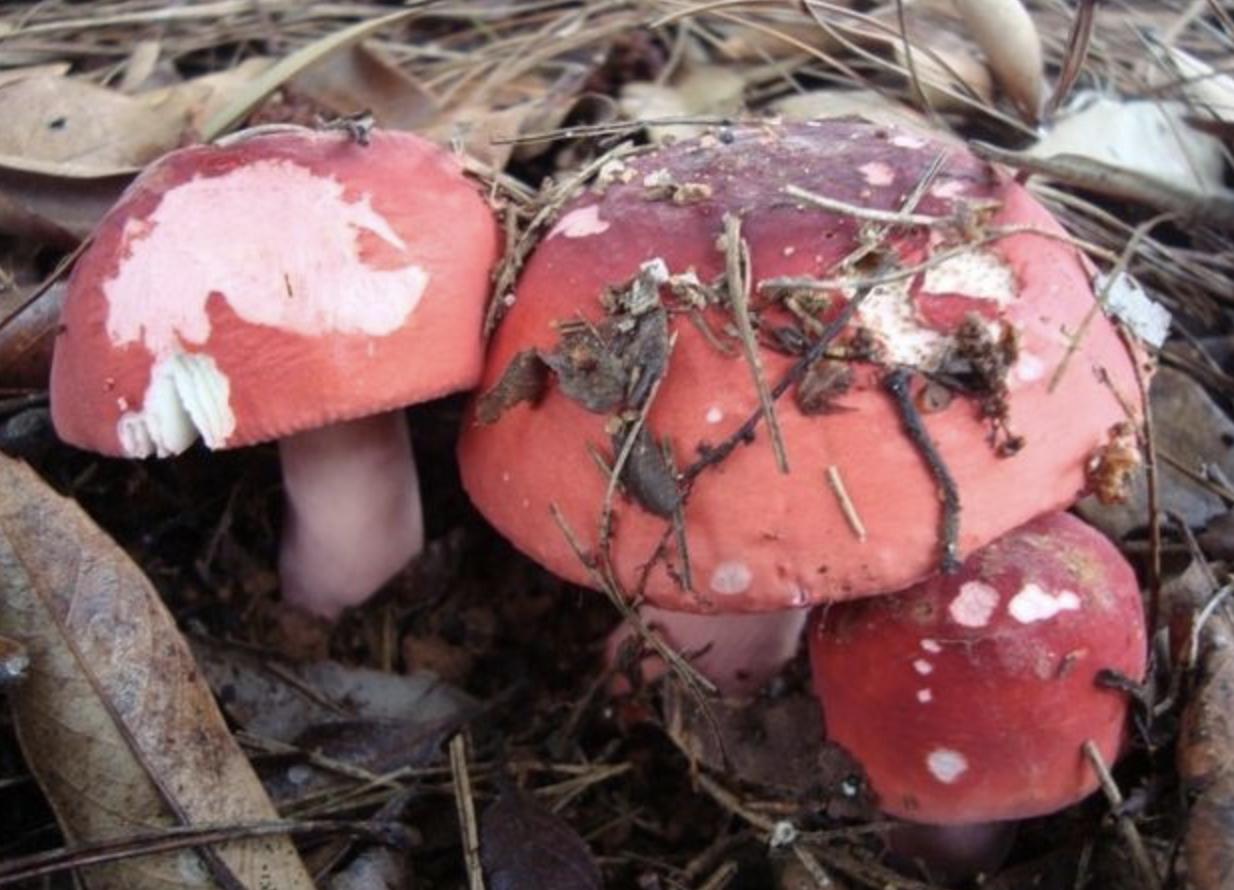 它长在山沟里，人称“红菇”，1斤“200元”不好买，见到是福气