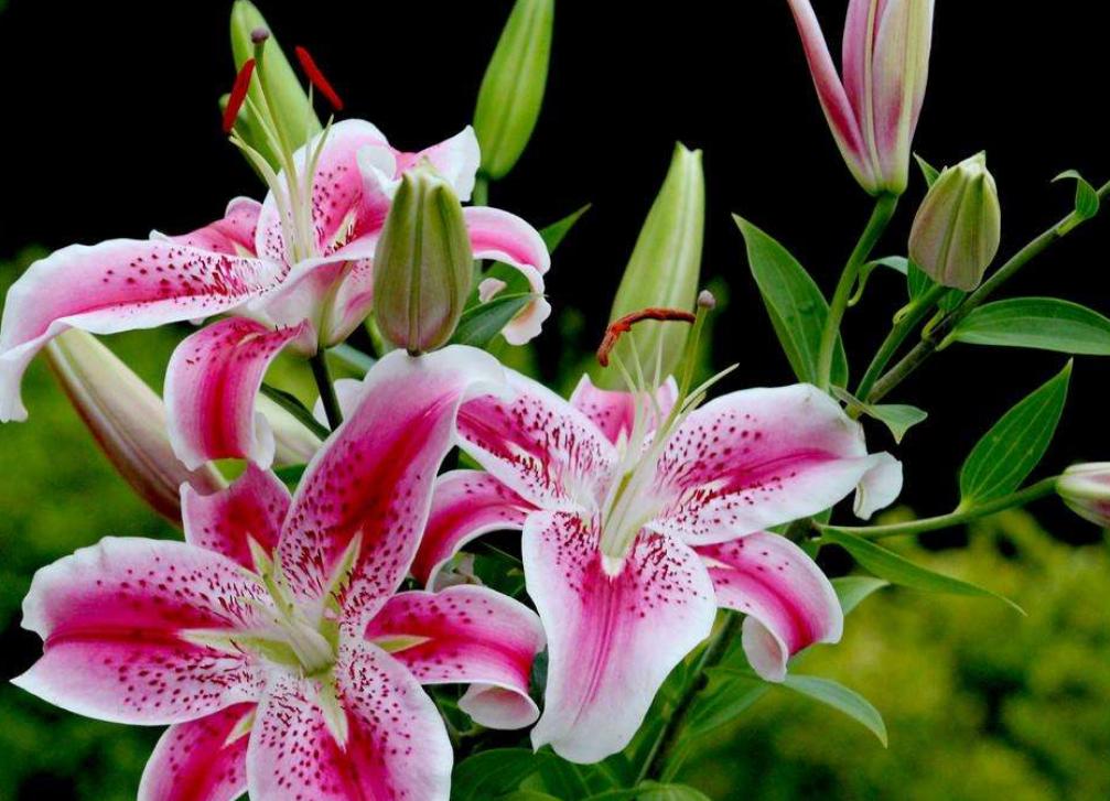 百合花花苞没开就脱落了怎么回事,百合花没全开就凋谢是怎么回事