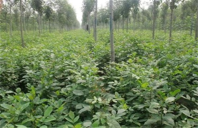 白蜡树的栽培方法及注意事项,速生白蜡树栽培风水